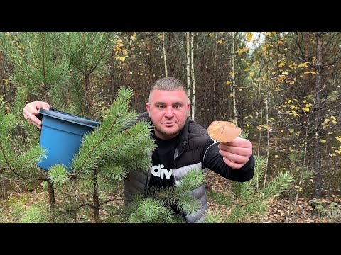 Видео: ПОИСК ГРИБОВ ПО КИЕВСКОЙ ОБЛАСТИ! ОБЪЕХАЛИ МНОГО МЕСТ!