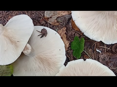 Видео: На прогулку по оврагам. Тверская область.