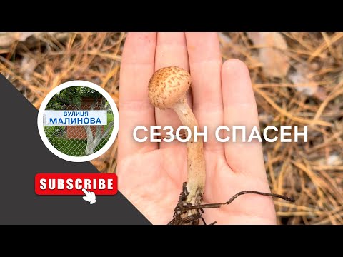 Видео: В Черкасской обл ПОШЛИ ГРИБЫ/ как Давид собирает в три года