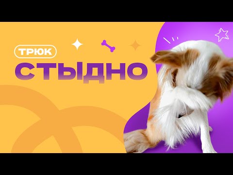 Видео: Трюк Стыдно, как выучить команду с собакой. Лапа на носу