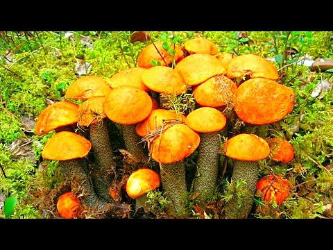 Видео: ГРИБЫ ПОЛЯНАМИ ГРИБНИК ТАКОГО НЕ ОЖИДАЛ! КАРЕЛИЯ ТИХАЯ ОХОТА ГРИБЫ 2023