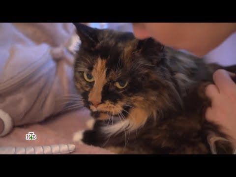 Видео: 'Кто в Доме хозяин'  Моя кошка Лапа