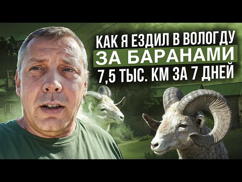 Видео: Как я ездил в ВОЛОГДУ за БАРАНАМИ🚗🗺️🐑Романовская порода овец🐑🐑🐑."Мое Подворье"