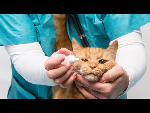 Видео: Советы врача: болезни глаз у кошек