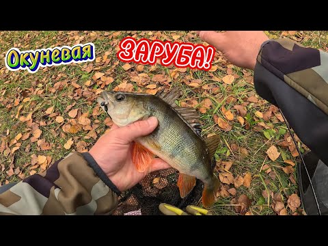 Видео: ЗАРУБА по ловле ОКУНЯ!