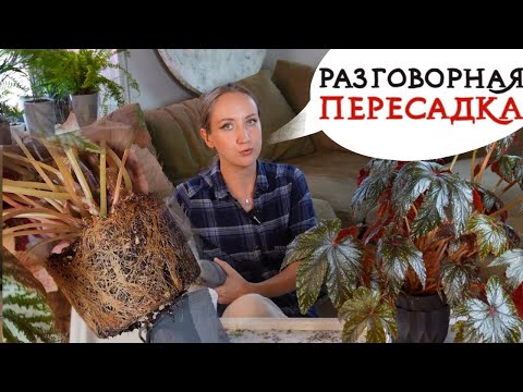 Видео: Разговорная ПЕРЕСАДКА | Обновляю КАЛЛИЗИЮ, пересаживаю бегонию, тайские кротоны, калладиум