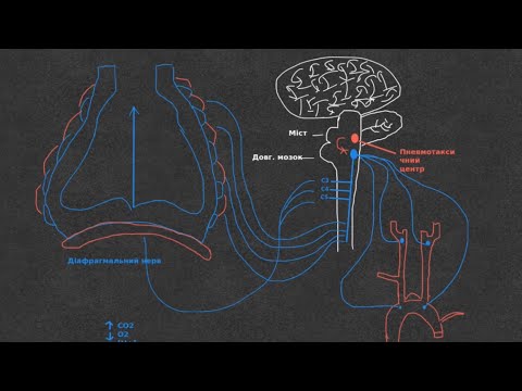 Видео: Фізіологія. Нервова регуляція дихання