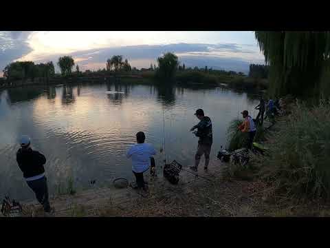 Видео: 80й турнир по спортивной ловле форели. Озеро FISHKA.