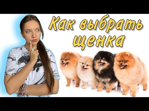 Видео: Как выбрать щенка🐶 Обрабатываем собаку от блох и клещей💊 | Новинка в саду🌿🪨
