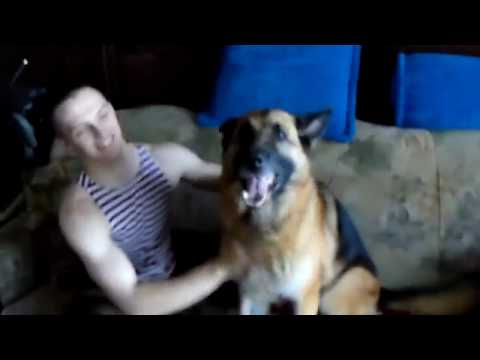 Видео: Немецкая овчарка дождалась друга из армии 2.