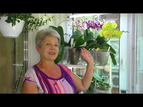 Видео: РЕАНИМАЦИЯ ОРХИДЕИ // УСПЕХИ и НЕУДАЧИ //  Аркс Рей, и другие реанимашки...