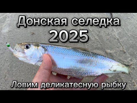 Видео: Размер и количество радуют! Снова ловим донскую селедку.