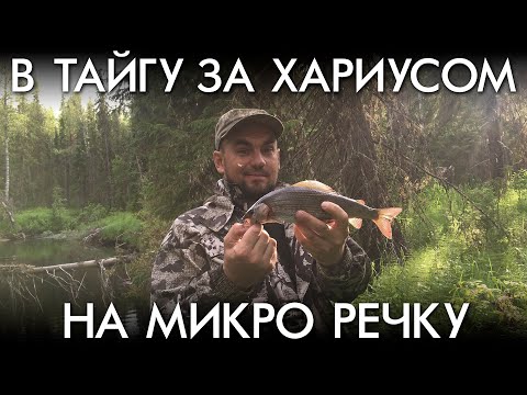 Видео: В ТАЙГУ ЗА ХАРИУСОМ НА МИКРО РЕЧКУ