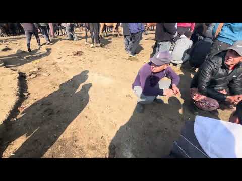 Видео: ЖЫЛКЫ/ БЭЭ/ МИНГИЧ/ КАРАКОЛ МАЛ БАЗАР/ 12-ОКТЯБРЬ