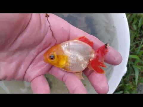 Видео: Птицы и я собираем урожай золотых в пруду . Заторможенные помпы . Приветы на английском . Бассейны .