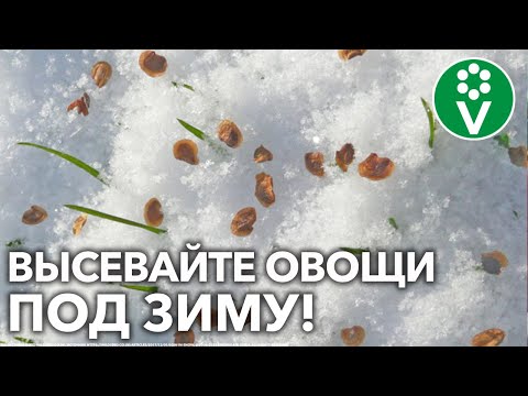 Видео: ПО ЗАМЕРЗШЕЙ ЗЕМЛЕ И ДАЖЕ ПО СНЕГУ – ОСОБЕННОСТИ ПОДЗИМНЕГО ПОСЕВА!