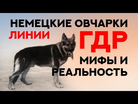 Видео: Немецкие Овчарки линии ГДР. Мифы и Реальность. DDR German Shepherds. Myths and Reality.