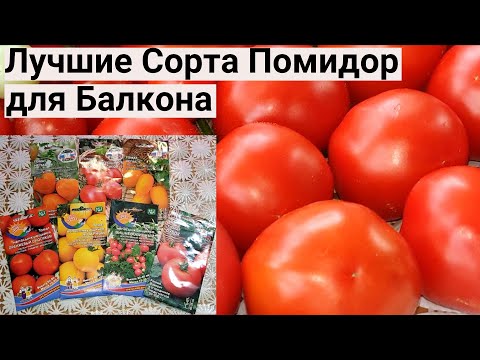 Видео: Делаю Обзор Новых Сортов Томатов. Крупные, урожайные и сладкие. Огород на балконе 2023.