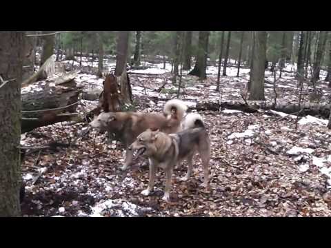 Видео: Работа  Хватки по кабану