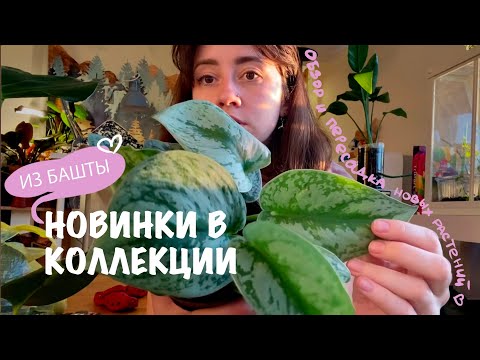 Видео: НОВЫЕ растения из Башты. Собираю коллекцию в Белграде.
