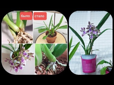 Видео: БЫЛО-СТАЛО: #орхидея  #зигопеталум  Blue Angel