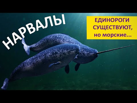 Видео: НАРВАЛЫ. Единороги существуют, но морские! Наталья Носова