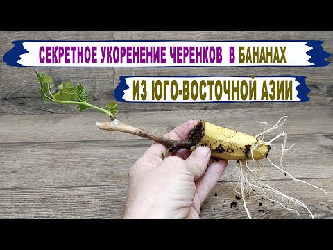 Видео: 🍇 Научил старый филиппинец. Когда Вы наконец поймете, как БАНАНЫ ВЛИЯЮТ на укоренение черенков.