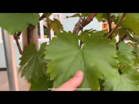 Видео: 19.04.2024 ЙИЛ  КЎКЛАМОЙ ,ИЛИК УЗИЛДИ .😊🌷🌺🍀☘️🌿🌱🌳