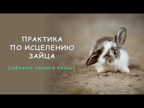 Видео: Практика по исцелению Зайца (субъекта тонкого плана)