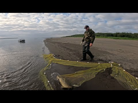 Видео: Продолжаем добывать Тугуна на Енисее.