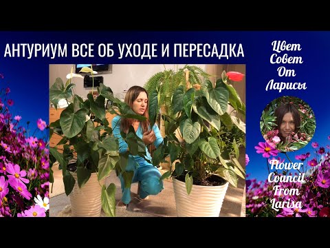Видео: АНТУРИУМ ВСЕ ОБ УХОДЕ И ПЕРЕСАДКА 4К