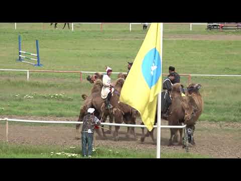 Видео: 9 мая 2021. Элистинский ипподром.