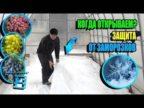 Видео: КОГДА ОТКРЫВАТЬ ВИНОГРАД? + АВТОНОМНАЯ СИСТЕМА ПРОТИВ ЗАМОРОЗКОВ. СЕВЕРНЫЙ ВИНОГРАДНИК 24-09