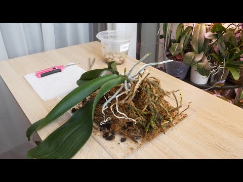 Видео: Орхидея с ВЫСУШЕННЫМ ЯРУСОМ корней в середине стволика. Вот ТАКАЯ история.