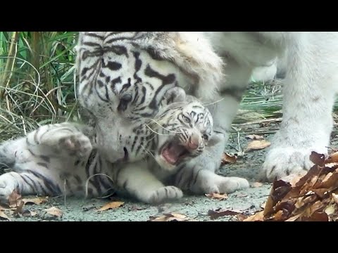 Видео: Милое сопротивление Сигуре: он совсем не хочет, чтобы его несли! 🤣🐯