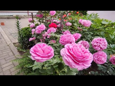 Видео: Обрезка и подкормка роз после первого цветения🌹🌹🌿🌿