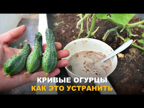 Видео: ВМЕСТО РОВНЫХ ОГУРЧИКОВ РАСТУТ КРЮЧКИ И ГРУШИ? Причины не правильной формы огурцов и как исправить.