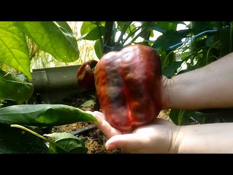 Видео: Все  в Шоке !Вот Мои Перцы из  собранных Мною Семян Гибридов  ! Разоблачаю  Мифы  о Гибридах   !