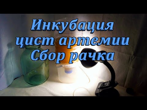 Видео: Разведение артемии в домашних условиях. Выведение науплий из цист.