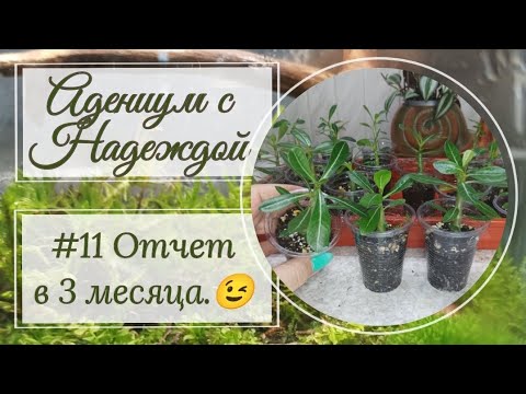 Видео: Сеянцам адениума 3 месяца! 🎉🥳🍰 Адениум с Надеждой.