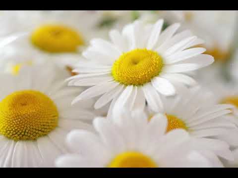 Видео: Бойлар философиясига утиш