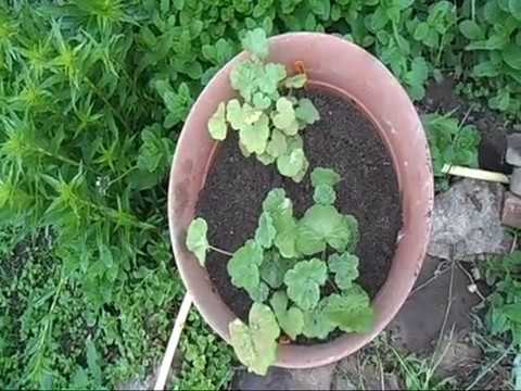 Видео: пеларгония пересаживается в кашпо