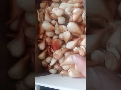 Видео: луковицы тюльпана после выгонки, стоит ли брать?