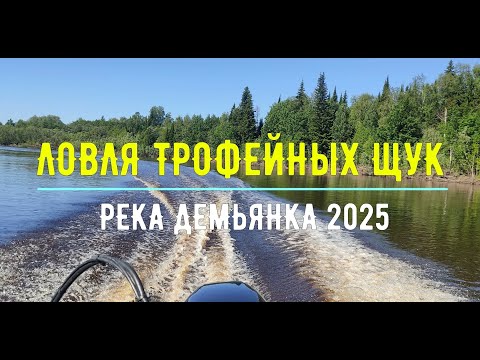 Видео: Ловля трофейных щук на реке Демьянка, 19-22 июня 2025