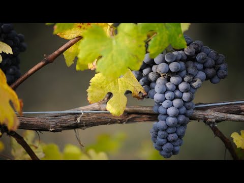 Видео: Nebbiolo Итальянская лоза Неббиоло  «Королева красного винограда»