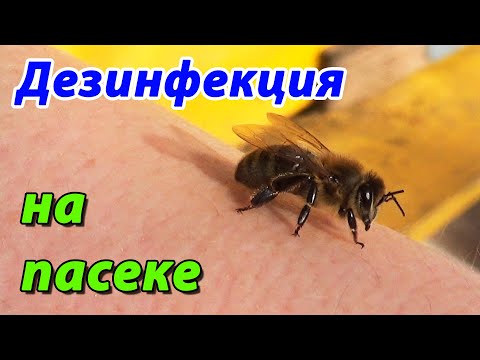 Видео: Дезинфекция пасеки. Методы дезинфекции. Об этом должен знать каждый пчеловод !