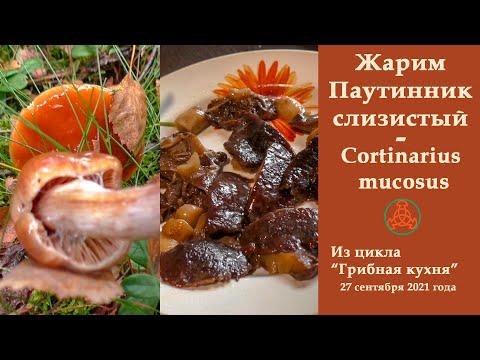 Видео: Жарим Паутинник  слизистый - Cortinarius mucosus! "Грибная кухня"  27 сентября 2021 года.