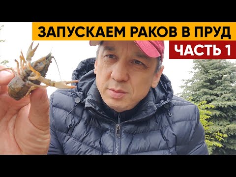 Видео: Запускаем раков в пруд. Раки в пруду Часть 1