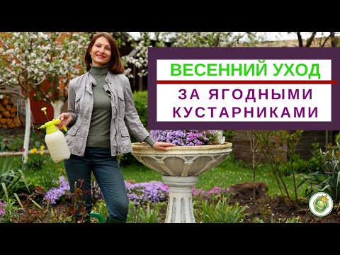 Видео: Весенний уход за ЯГОДНЫМИ КУСТАРНИКАМИ - обрезка, обработка, удобрения