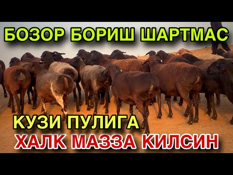 Видео: НИХОЯТ БУГОЗ КУЙЛАР АРЗОН БУЛДИ! ХАЛК МАЗЗА КИЛСИН! КУЗИ ПУЛИГА БУГОЗ КУЙЛАР! 